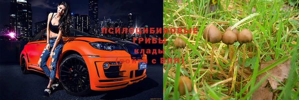 PSILOCYBIN Михайлов